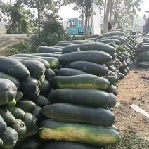 精品露天地冬瓜，价格美丽量大从优欢迎新老客户前来