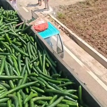 加工厂酱菜厂黄瓜