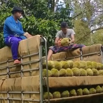 泰国金枕头榴莲产地直销
