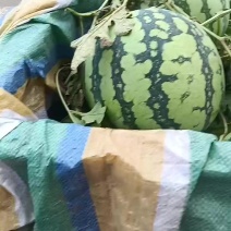 麒麟瓜