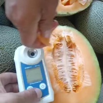 哈密瓜