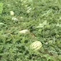 内蒙沙漠西瓜金成金花
