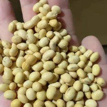 江苏大豆
