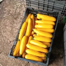 青黄节瓜