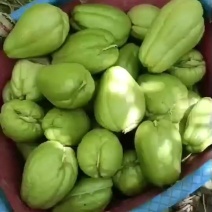 佛手瓜