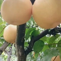 园红梨