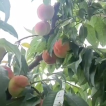 苹果桃出园。价格实惠。口感你说了算。