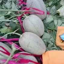 哈密瓜