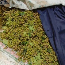 预售新鲜青花椒大量有货口感鲜品质优现摘现发可视频看货