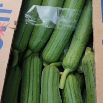 精品丝瓜
