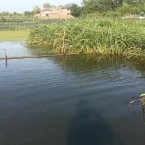 吃龙虾头中华鳖