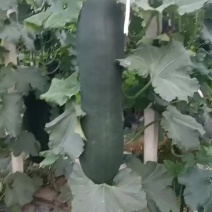 东瓜吊东瓜地东瓜
