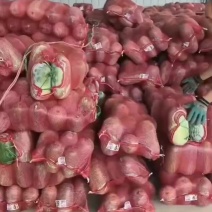 水果冬瓜，大量有货量大从优