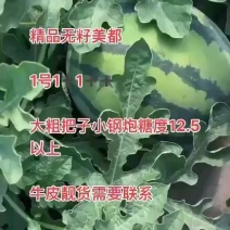 美都麒麟西瓜大量上市