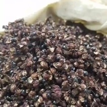 云南红花椒干货今年的新货干货有味特麻特香货源充足可批可零