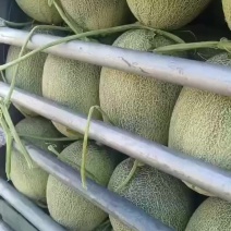 哈密瓜