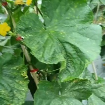 贵州安顺气侯宜人农作物长势良好，特别是黄瓜味好耐运输