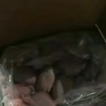 烧烤店必备大补产品羊外腰也叫羊宝羊白腰一斤三四个