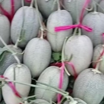 哈密瓜