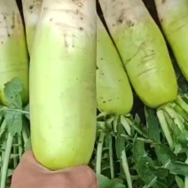 加工厂萝卜