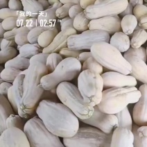 蜜本南瓜基地直发大量供应