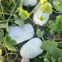 白皮冬瓜大量上市，货在柏乡，出货快