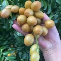 鸡心黄皮