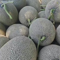 哈密瓜