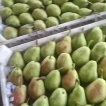 烟台市莱州市车轴梨婆婆梨直销，欢迎老板咨询
