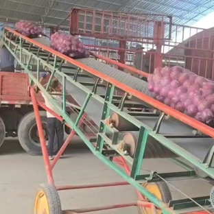 甘肃洋葱万亩基地，沙地滴灌洋葱，各种规格的洋葱全都有。