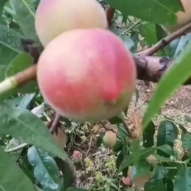 十八号桃