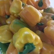 彩椒，二级，大渣子