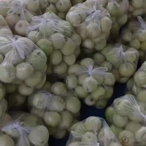 【许昌美浓甜瓜】精品美浓花蜜甜瓜欢迎客商前来采购