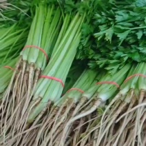 宁夏银川精品香芹散装大捆小把大量供应，安需包装，