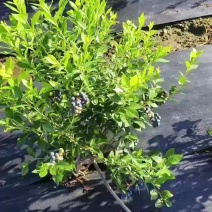 长白山蓝莓果瑞卡