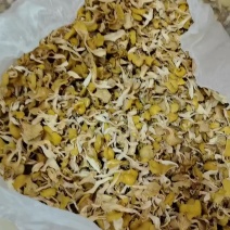 人工鸡油菌