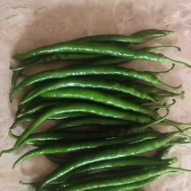 精品二荆条