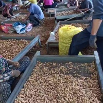 大量上市四粒红鲜花生