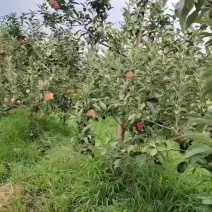 山西祁县精品嘎啦苹果，口感脆甜多汁