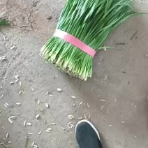 精品韭秧大量上市中