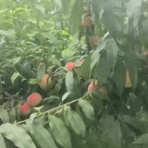 5万斤露天黄桃上市中