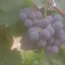 大量葡萄上市