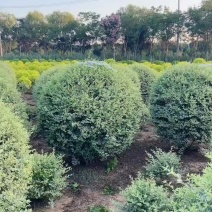苗圃大量出售冠幅120厘米银基小腊球