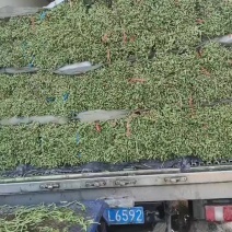 豆角，豆角，青白条，豆角大量有货要货，腌制，烘干，精品