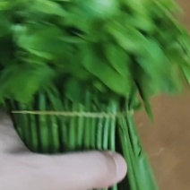 树仔菜