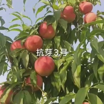 抗芽3号