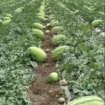 新红宝，金城武西瓜