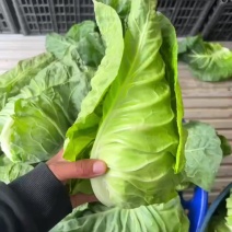 整车发货高山牛心甘蓝一口一个清甜脆香～高山冷凉蔬菜！