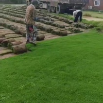苗圃大量出售百慕大四季青草坪