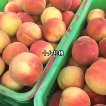 北京十八号桃